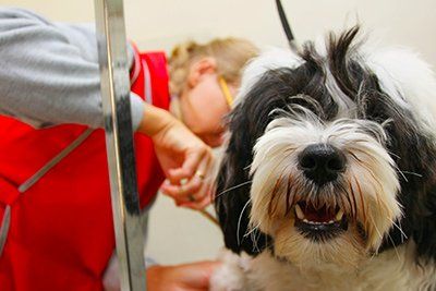 Dog Grooming